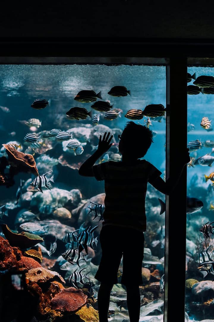 boy watching fish in aquarium